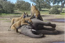Dýkozubci lovili mladé mamuty, potvrdilo zkoumání jejich zubů. Žili i na našem území