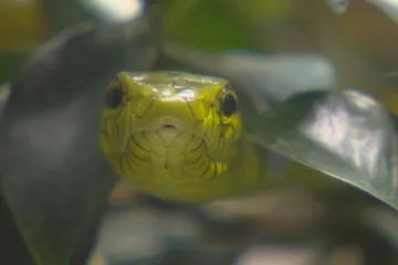 Pacientka uštknutá mambou zůstává v umělém spánku. Had je stále na útěku, může ale být už mrtvý