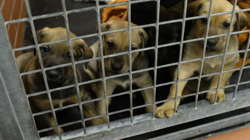 Štěňata v útulku