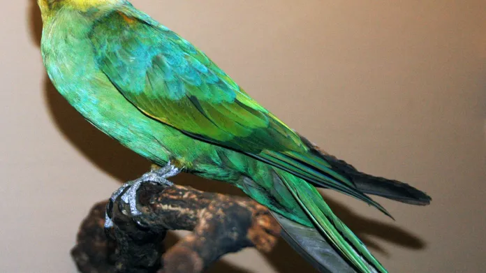 Papoušek karolinský