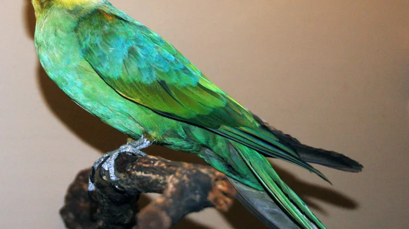 Papoušek karolinský