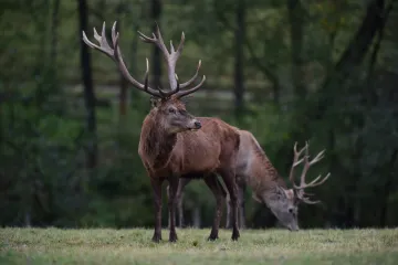 Soud potvrdil, že obora Jelenice má být přístupná veřejnosti. Celoroční uzavření zákony neumožňují