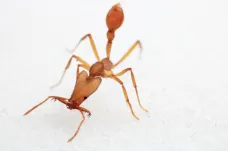 Čeští vědci objevili na pacifickém ostrově nové druhy mravenců
