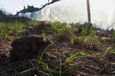 Ekologové v Žebětíně se připravují na jarní migraci žab. Kvůli teplu staví zábrany dřív