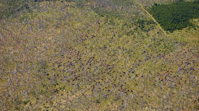 Popadané stromy po orkánu Kyrill u Černé hory v Národním parku Šumava na česko-německém pomezí