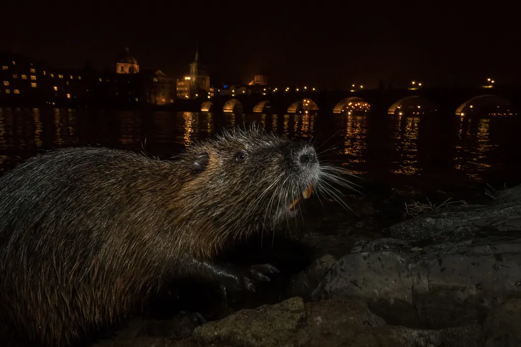 Nominace v kategorii Příroda v Praze: Nutrie v Praze – potěšení turistů, postrach ekologů