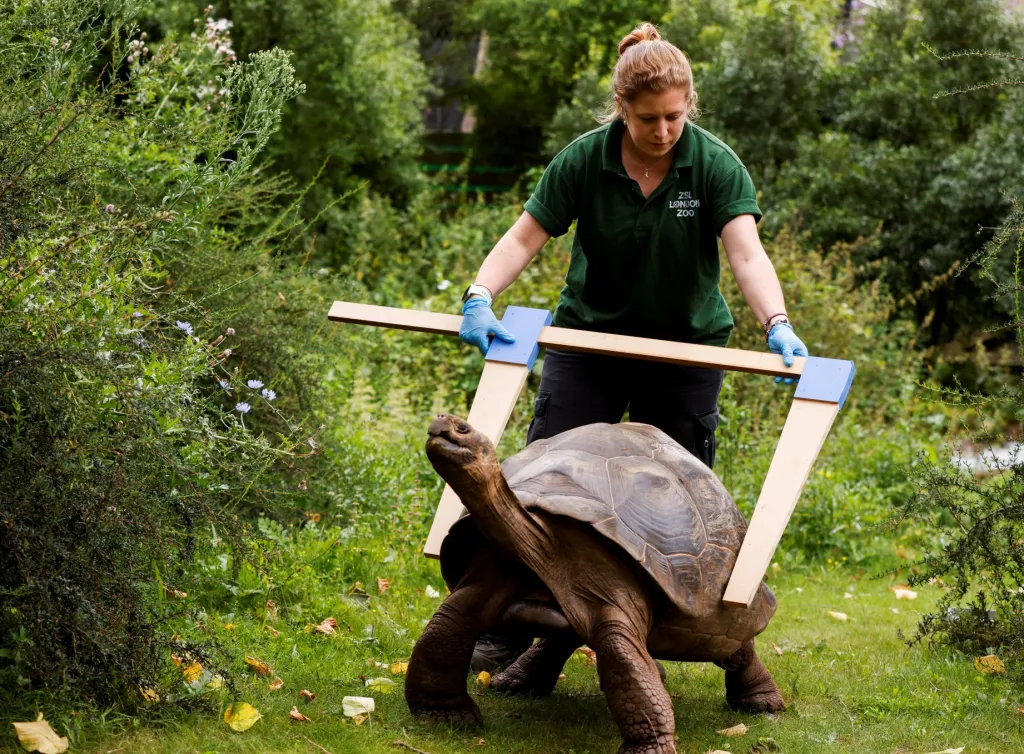Pracovníci londýnské zoologické zahrady plnili nelehký úkol, během kterého měřili a vážili většinu zvířat, o která se v zahradě starají. Na fotografii jedna z pracovnic po roce přeměřuje obří šuplerou želvu galapážskou