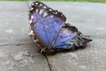 Na některých místech už ubyla polovina hmyzu. Hlavní příčiny jsou dle studie klima a zemědělství