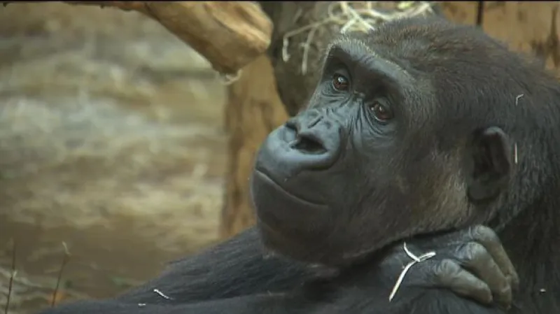 Rozhovor s ředitelem pražské ZOO Miroslavem Bobkem