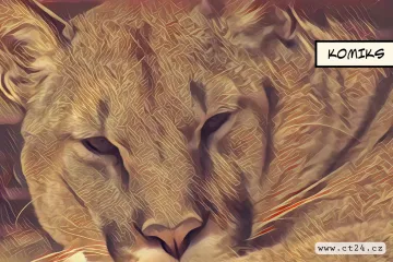 Uprchlá puma v českých lesích. Svědectví o jejím pohybu přibývají