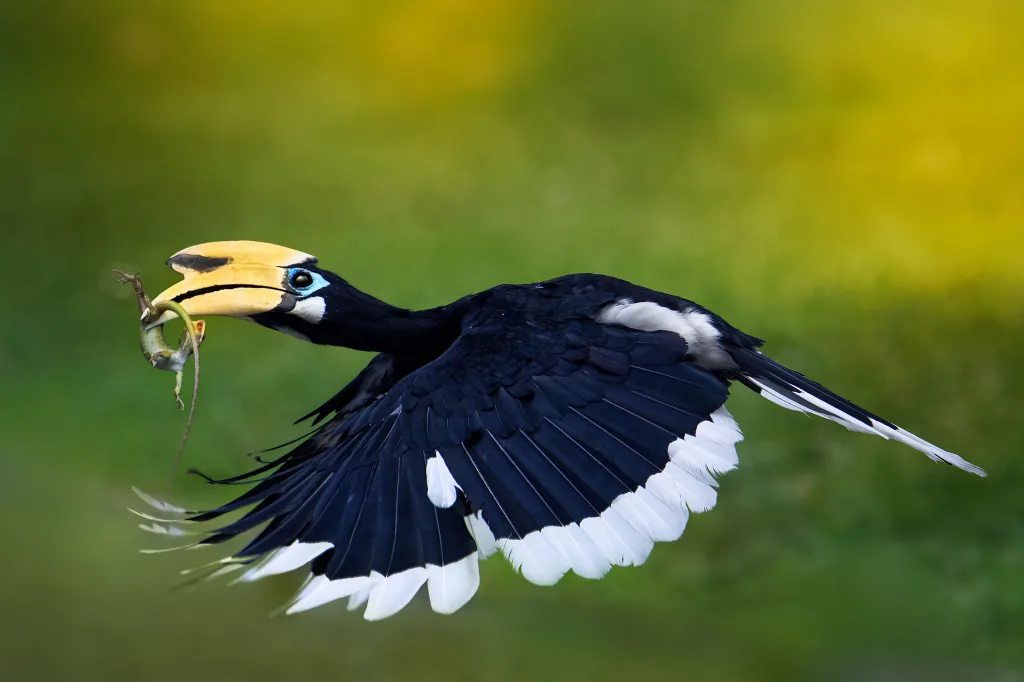 Vítězem v kategorii Ptáci se stal Ondřej Pelánek se snímkem nazvaným Ještěrka na výletě