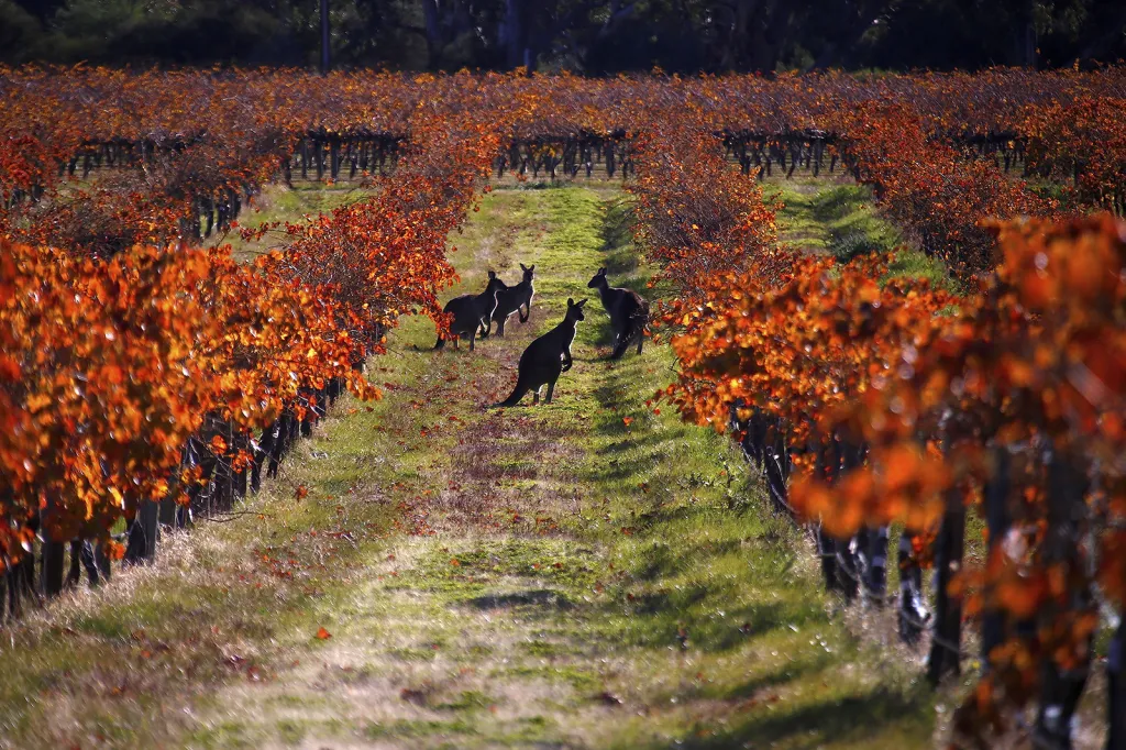 Skupina klokanů na vinici Charles Melton v údolí Barossa nedaleko australského Adelaide