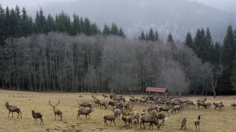 Jeleni na Šumavě