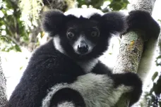 Lemur, který umí zpívat, má smysl pro rytmus jako lidé. Využívá intervaly jako kapela Queen