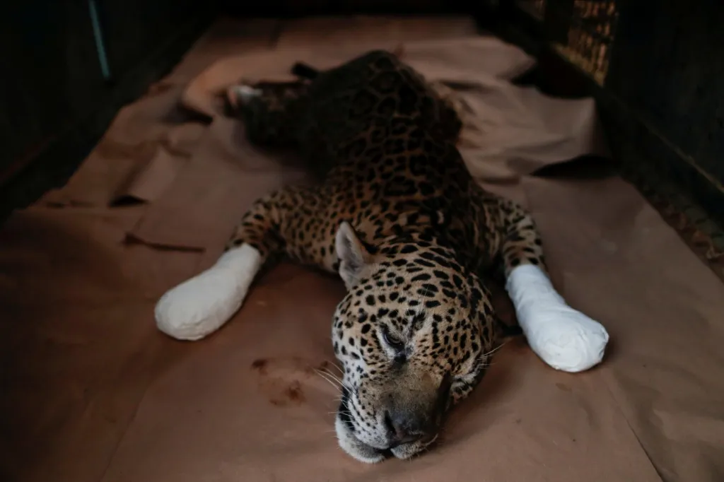 Dospělý jaguár jménem Ousado odpočívá během léčby popálenin na tlapách. Způsobil je velký požár, který vypukl v přírodní oblasti zvané Pantanalu v Brazílii