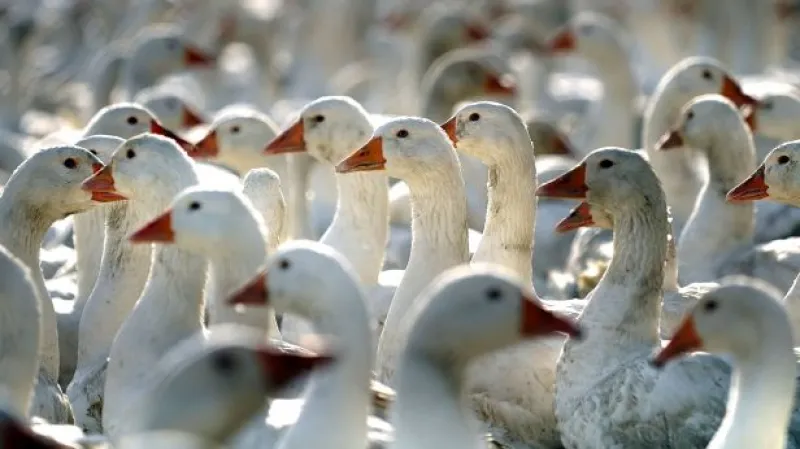 Téma Událostí: Svatomartinské hody