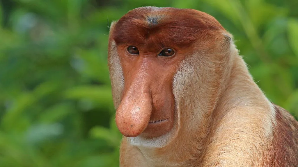 Kahau nosatý
