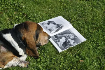 Psi rozeznávají různé lidské jazyky, zjistili vědci předčítáním Malého prince