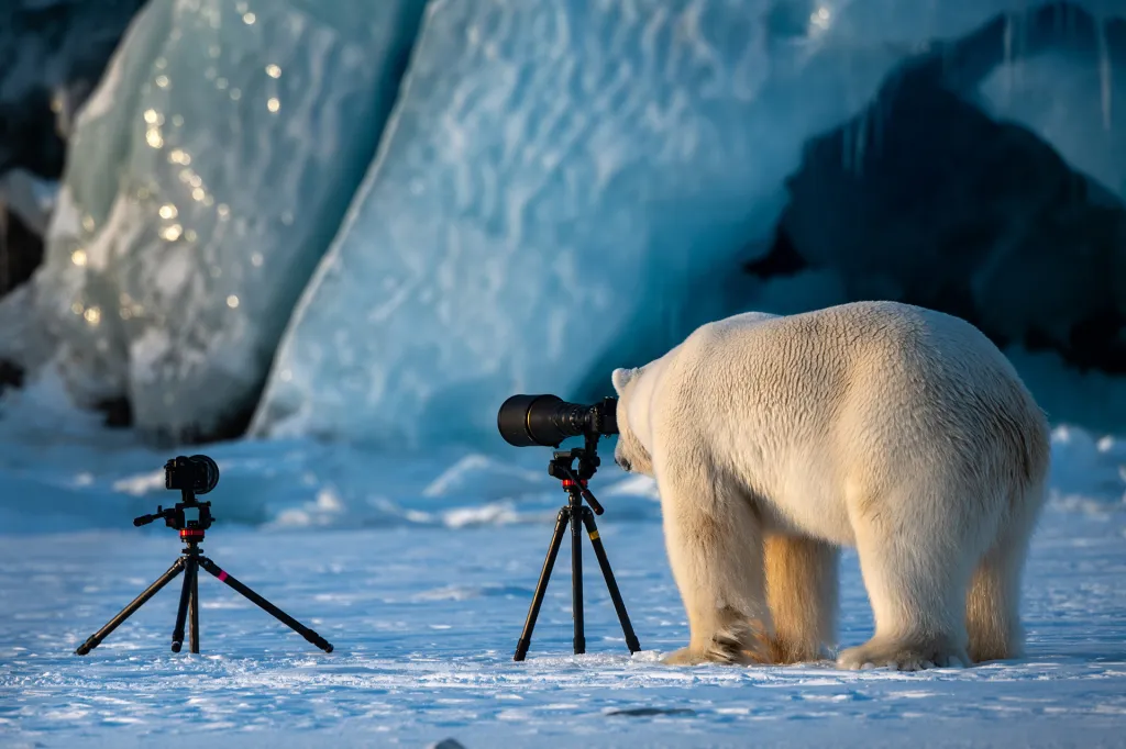Lední medvěd v roli fotografa divočiny