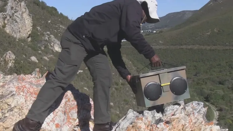 Vědci nasadili proti paviánům reproduktory