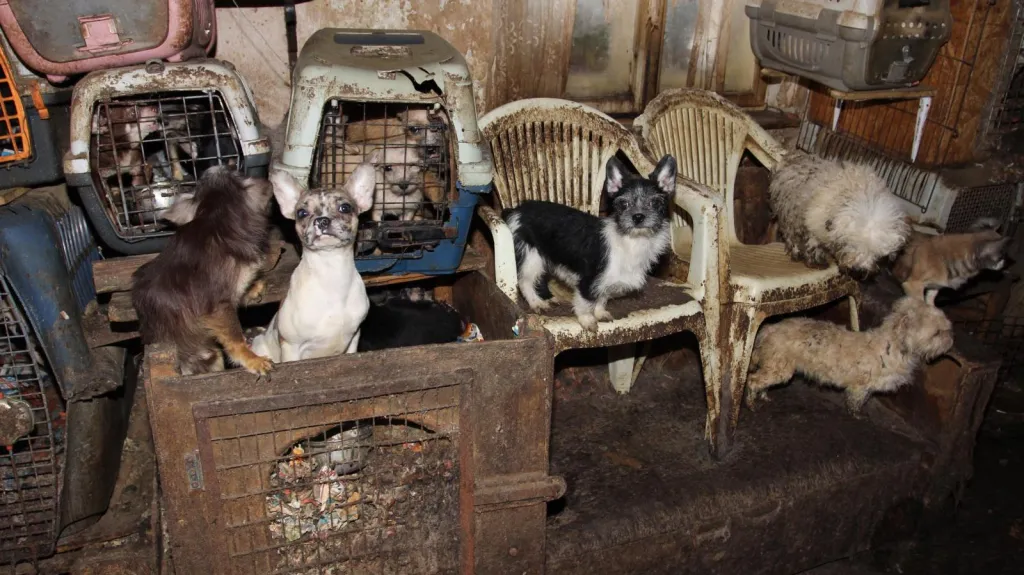 V domě v Kamenici nad Lipou živořily desítky psů