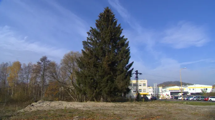 Vánoční strom pro Prahu je letos z České Lípy