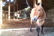 V uzavřené černobylské oblasti žijí desítky koní Převalského. Daří se jim a rozmnožují se