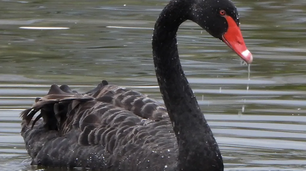 Černá labuť na rybníku v Tovačově