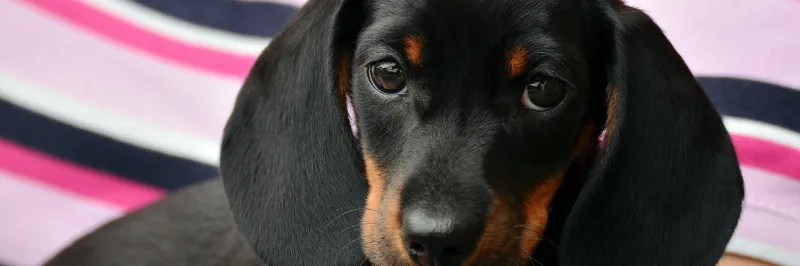 Majitelé psů si letos místy výrazně připlatí