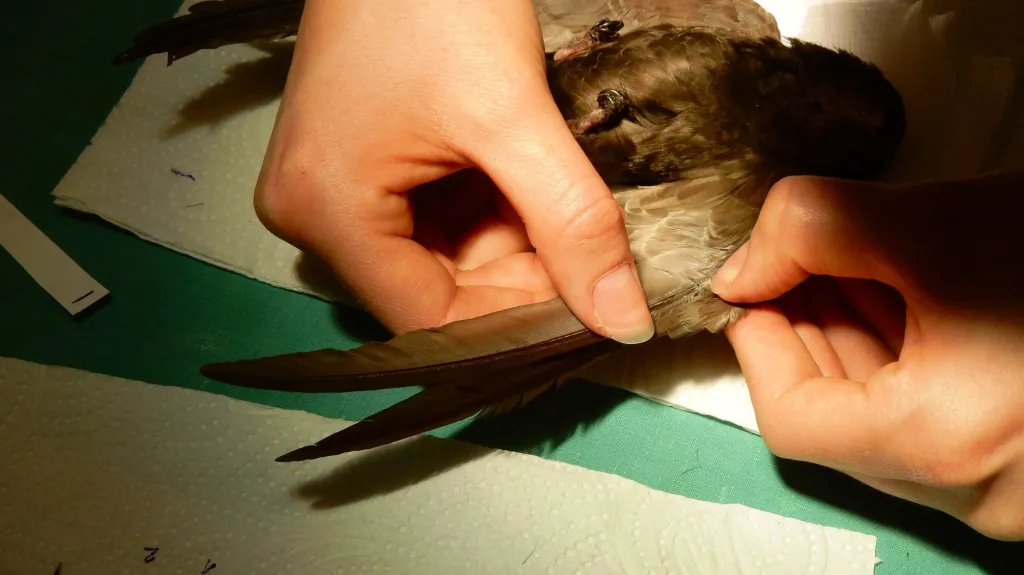 Transplantace vlaštovčích křídel