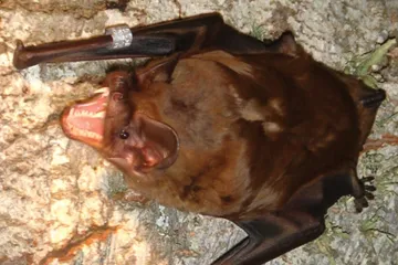 Největší netopýr Evropy loví i žere ptáky v letu