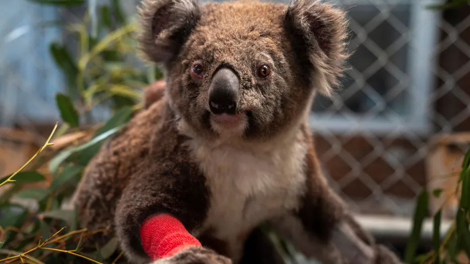 Koala zraněný při požárech
