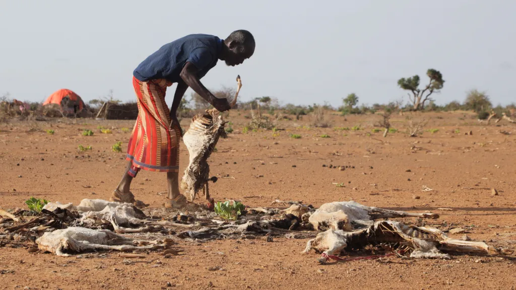 Mrtvý dobytek po vlně sucha