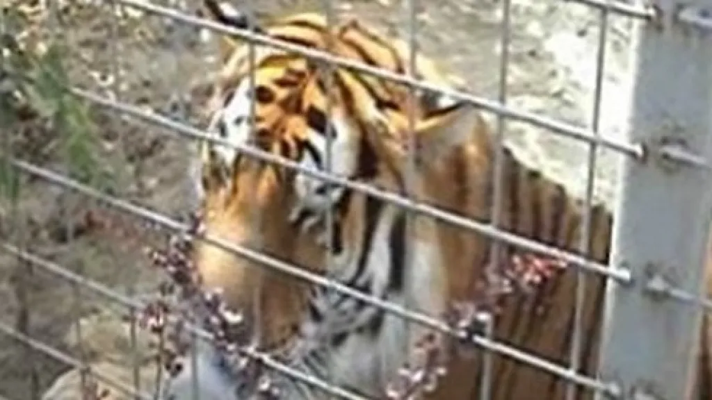 Tygr v habrkovické zoo