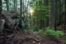 Lesy se vyplatí zachovat, i jejich zbytky, ukazuje mezinárodní výzkum