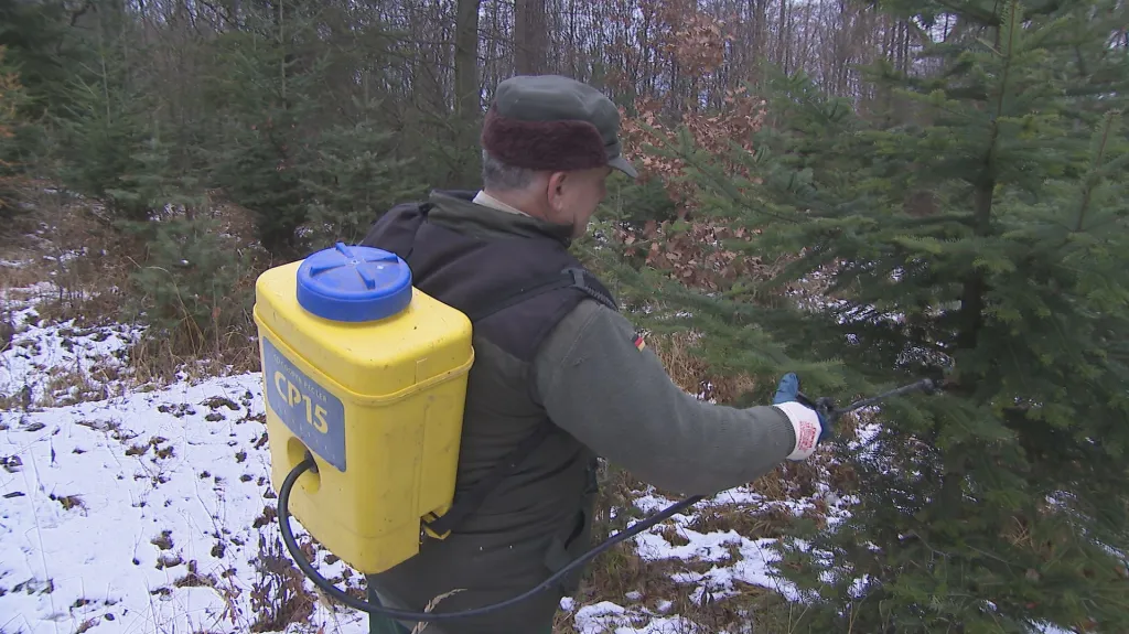 Lesník stříká stromky v lese