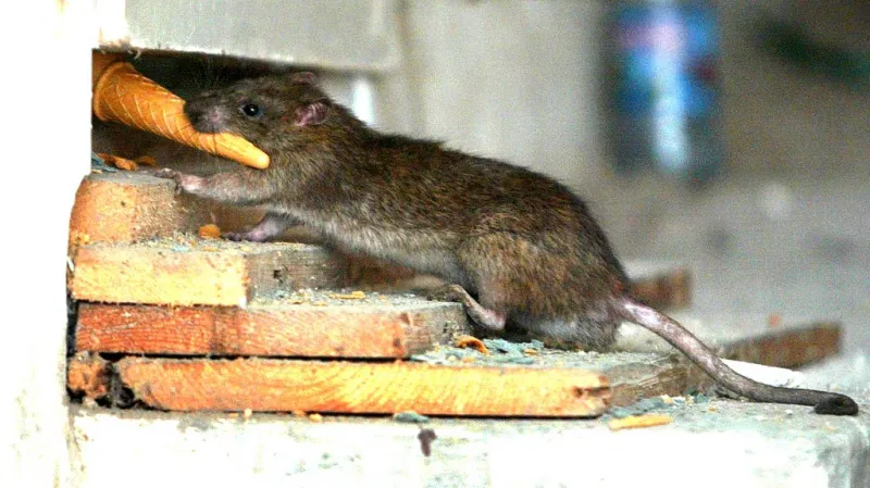 Prahu čeká deratizace