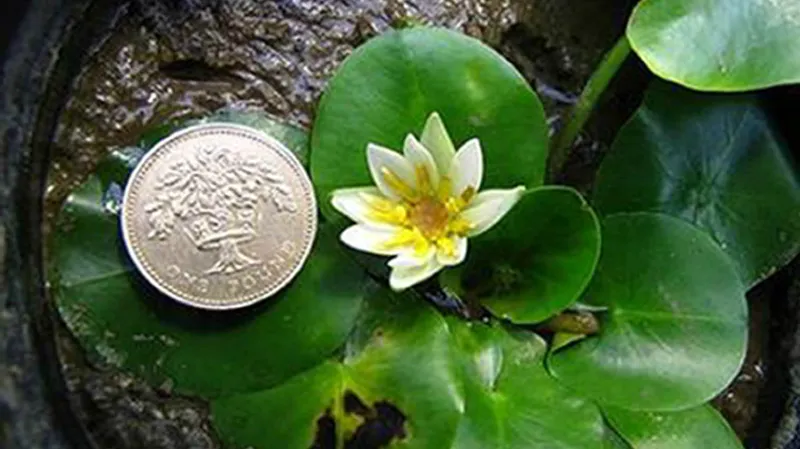 Nymphaea thermarum, nejmenší leknín světa