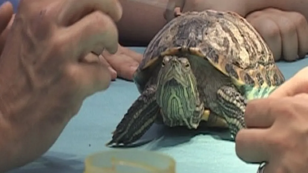 Mezinárodní letní škola exotické medicíny