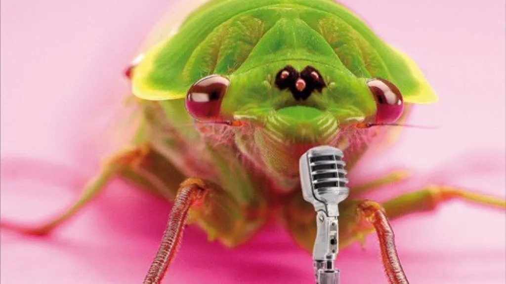 Zpívající hmyz