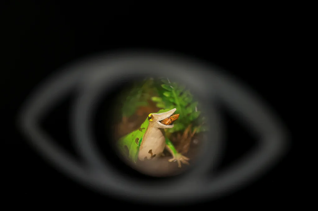 Vzdělávací figurka nosatky Darwinovy ukazuje žabího samečka s mládětem v národní zoologické zahradě, kde chilská vláda zahajuje veřejně-soukromý program zaměřený na podporu ochrany druhu