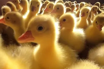 Ve šlechtitelském chovu hus, kterému kvůli ptačí chřipce hrozil zánik, se začala líhnout mláďata