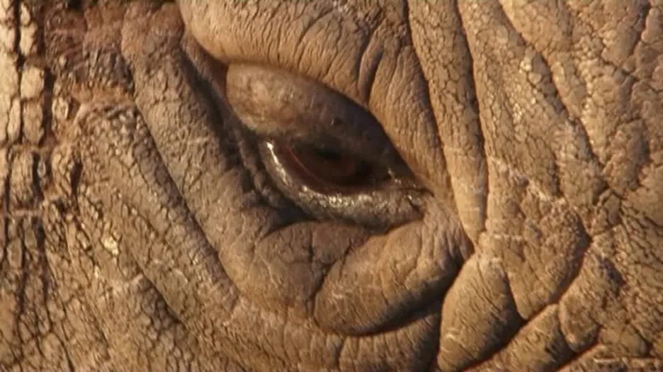 Oko nosorožce