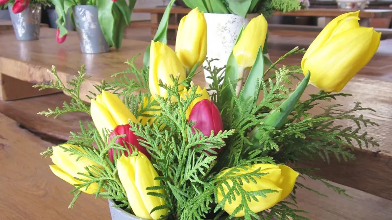 Z výstavy cibulovin v Boskovicích