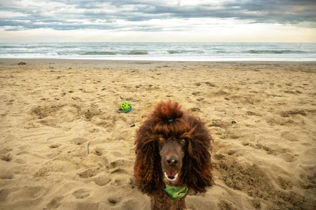 Psí pláže (Jan Cága, volný fotograf, nominace v kategorii Každodenní život)