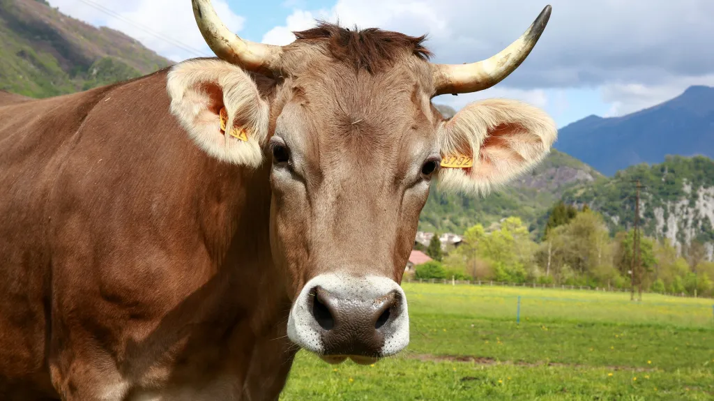 Ilustrační foto