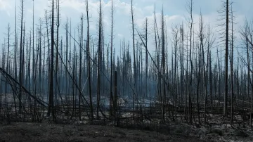 Spálený les u Hay River v Severozápadních teritoriích Kanady