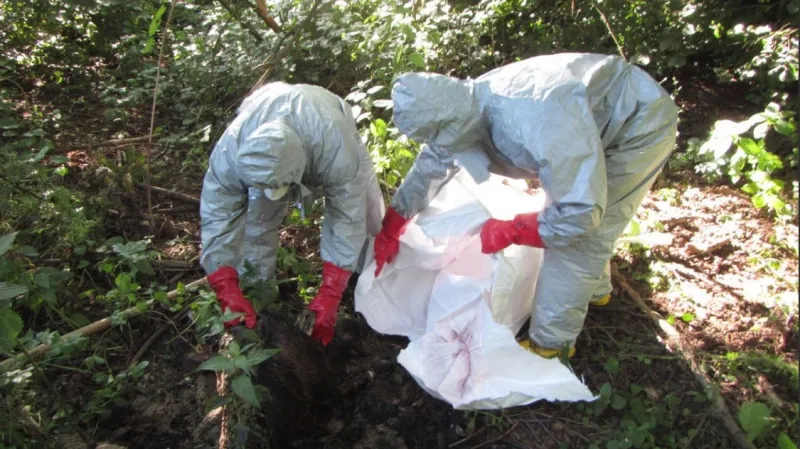 Likvidace uhynulého divočáka