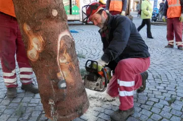 Vánoční strom v Lounech