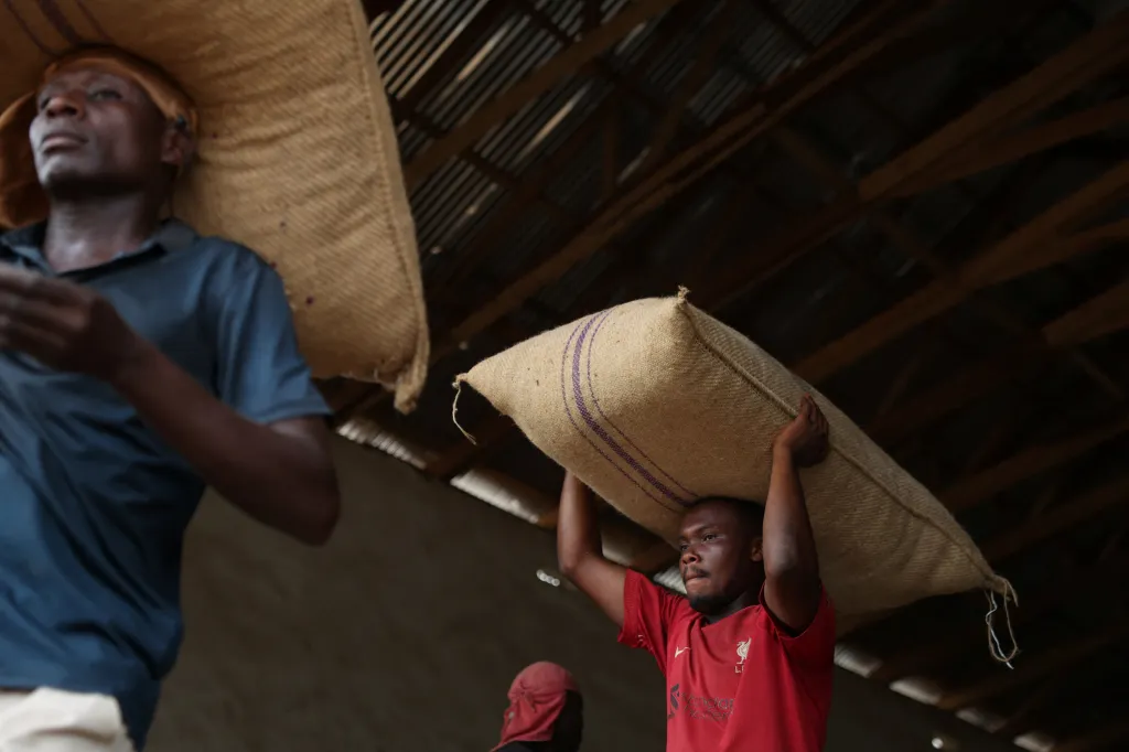 Kdyby nebylo pašeráků, kakaová produkce Nigérie by se podle Adedejiho až zdvojnásobila